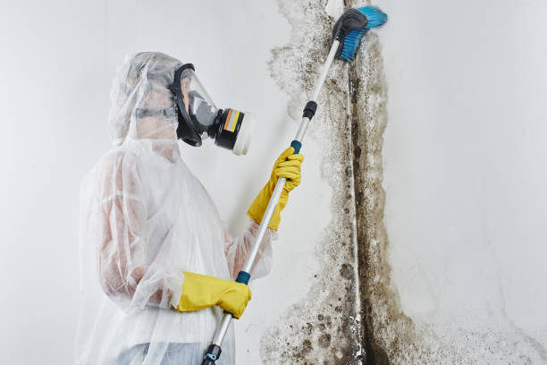 Best Residential Mold Inspection & Testing  in Hico, TX